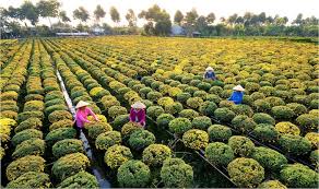 KINH NGHIỆM DU LỊCH TẠI LÀNG HOA SA ĐÉC