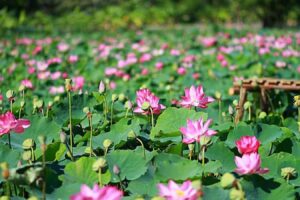Từ TPHCM Đi Đồng Tháp Bao Nhiêu Km