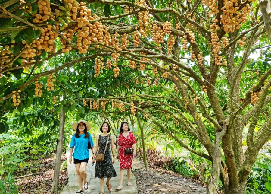 Những địa điểm thu hút Khách Du Lịch Ở Cà Mau 9 Vuon dau Cai Tau – Thuong thuc trai cay miet vuon